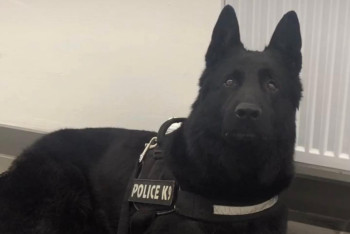 Собака Додди помогает раскрывать преступления в Астане