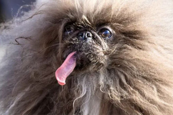 Фотография к новости: Самую безобразную собаку в мире выбрали в США