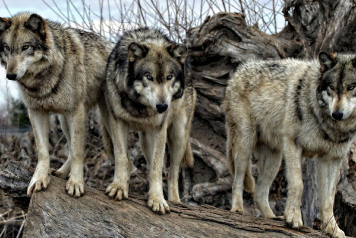 Shutterstock/FOTODOM