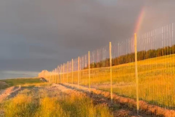 Фотография к новости: Забор перед лесом возмутил жителей курорта в Акмолинской области