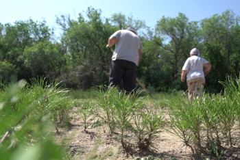 Фотография к новости: Лесные пожары в Аулиеколе: на что потратили миллион долларов от ОАЭ
