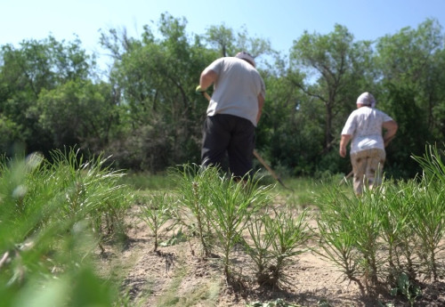 Фотография к новости: Лесные пожары в Аулиеколе: на что потратили миллион долларов от ОАЭ
