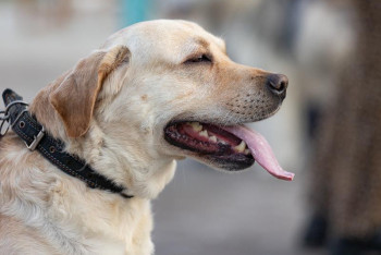 Заблудившегося гражданина Великобритании нашли в горах Алматинской области