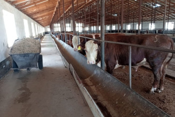 Фотография к новости: Шымкентские фермеры могут остаться без работы