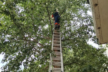 Сотрудники МЧС спасли кота в Астане