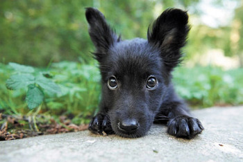 Щенок провалился в колодец в Таразе