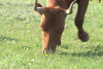 Фотография к новости: Пасутся на пшенице: проблема с потравой посевов скотом обострилась в Костанайской области