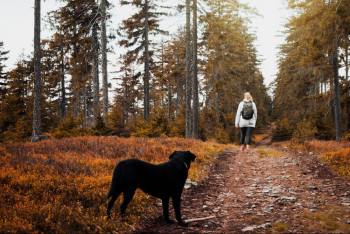 Собака покусала ребенка в Караганде
