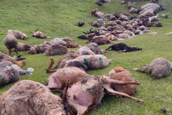 Фотография к новости: Молния убила 250 овец в Кыргызстане