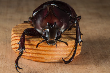 Фотография к новости: 16 видов насекомых разрешили употреблять в пищу в Сингапуре