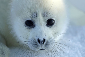 Фотография к новости: Каспийский тюлень на грани вымирания: учёный рассказал о причинах