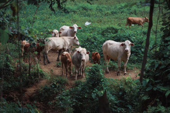 Фотография к новости: Генетический центр животноводства и растениеводства появится в Казахстане