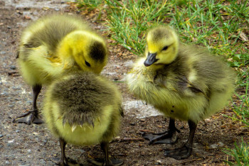 Фотография к новости: Семейство уток спасли на оживлённом проспекте в Астане