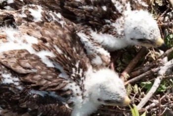 Фотография к новости: Гнездо краснокнижной птицы сфотографировали сотрудники "Ертіс орманы"