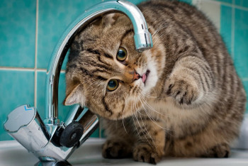 Фотография к новости: Житель Актау с помощью ИИ написал песню о дефиците воды