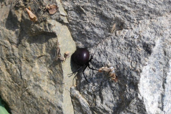 Фотография к новости: Опасных каракуртов обнаружили в Баянауле