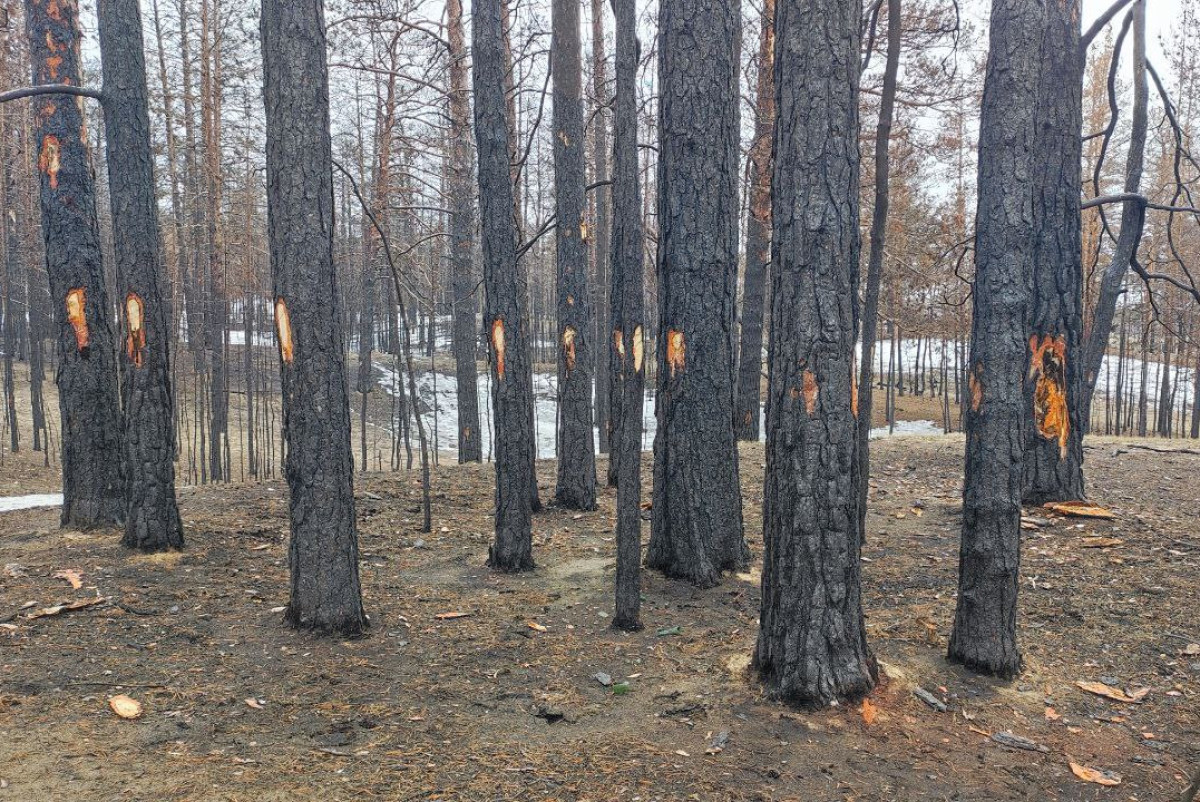 Альбина Халел архив.