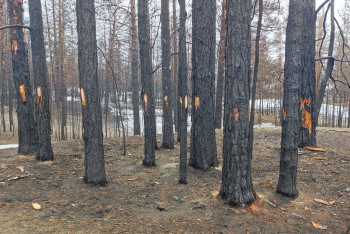 Фотография к новости: Смерть 14 лесников в Абайской области: в деле появился ещё один подозреваемый