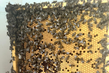 Фотография к новости: Казахстанские пасечники бьют тревогу: вместе с саранчой и клещами массово травят пчёл