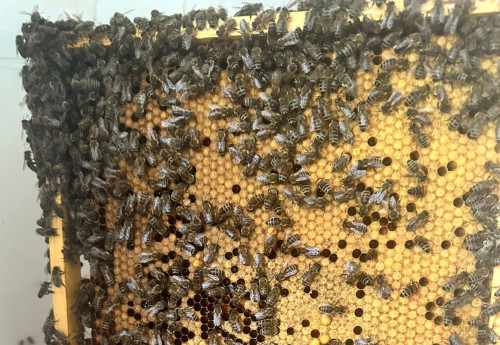 Фотография к новости: Казахстанские пасечники бьют тревогу: вместе с саранчой и клещами массово травят пчёл