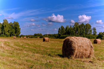 Фотография к новости: Земли военного полигона "Капустин Яр" временно отдадут под сенокос в ЗКО