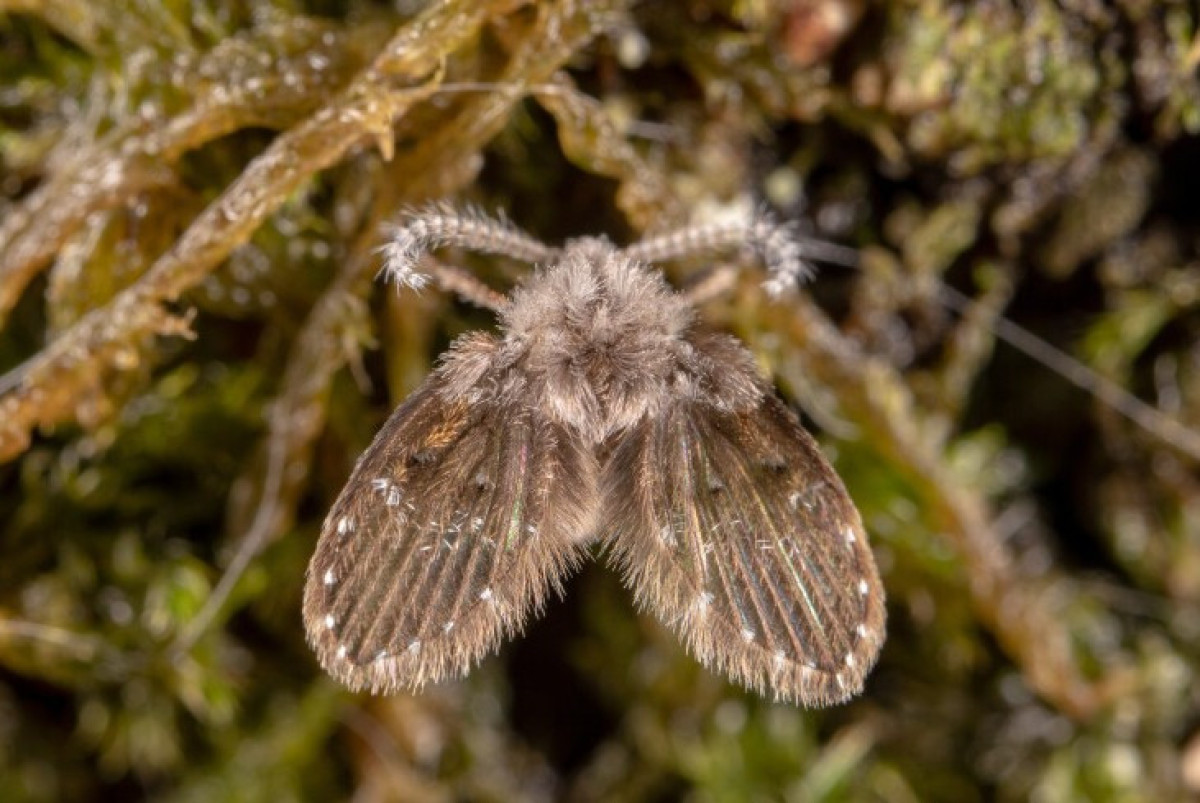 Shutterstock/FOTODOM