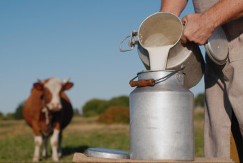 Фотография к новости: Как статистика приписывала Минсельхозу несуществующих коров и выдуманные надои