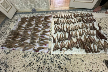 Фотография к новости: 13 туш сайги и сотни рогов изъяли у браконьеров в Карагандинской области