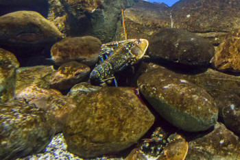 Фотография к новости: Синего омара с окрасом "сладкая вата" выловили в США