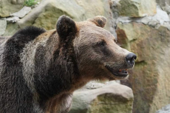 Фотография к новости: Двое туристов сорвались со скалы во время побега от медведя