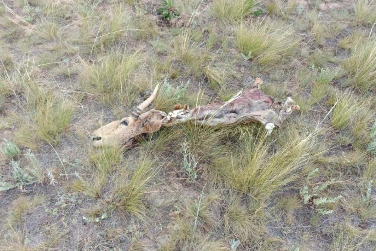 Минэкологии РК