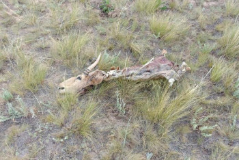 Фотография к новости: Мужчину осудили за продажу туш сайгаков в Казахстане