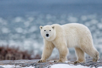 Фотография к новости: Два белых медведя убили рабочего в Канаде
