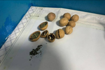 Фотография к новости: Наркотики в грецком орехе пытались передать в колонию в Кызылорде