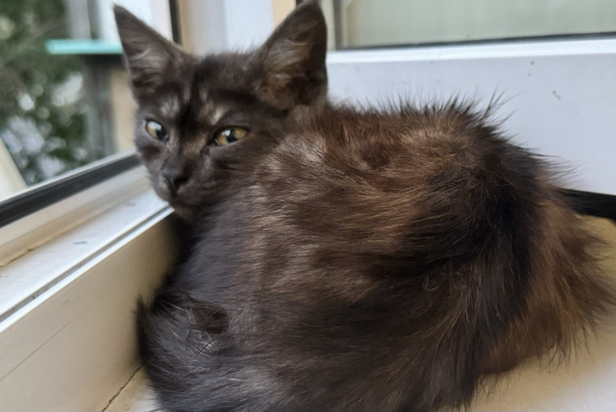 иллюстрация BaigeNews.kz