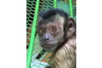 У бурых капуцинов алматинского зоопарка родился малыш