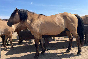 Фотография к новости: Как выращивают самую мясную породу лошадей в Казахстане