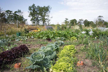 Фотография к новости: На кладбищах Вены стали сажать овощи