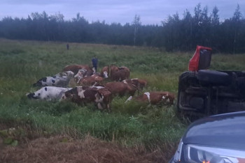 Фотография к новости: Фура с коровами опрокинулась в Костанайской области