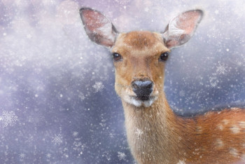 Браконьеры осуждены за охоту на косулю в Павлодарской области