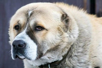 Фотография к новости: Огромный алабай ворвался на детскую площадку в Темиртау