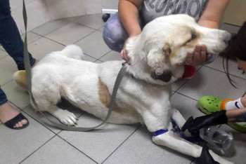 Об эпидемии "собачьей чумы" заявили волонтёры в Актау