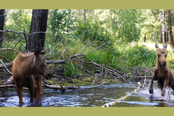 В национальном парке "Бурабай" растет численность диких животных