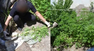 Целую плантацию конопли засадил прямо у дома житель Кызылорды