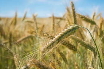 Фотография к новости: Хлеба много, влаги – тоже: костанайские аграрии ожидают трудную уборку