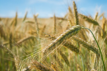 Фотография к новости: Хлеба много, влаги – тоже: костанайские аграрии ожидают трудную уборку