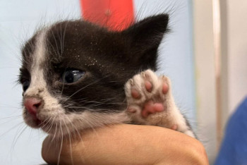 Фотография к новости: Сотрудники МЧС спасли котенка