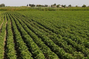 Фотография к новости: Более 534 млн кубометров воды направил Кыргызстан в Казахстан в этом сезоне