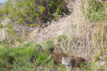 Фотография к новости: Краснокнижного манула заметили в нацпарке "Чарын"