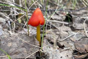 Фотография к новости: Уникальные виды грибов обнаружили в нацпарке "Бурабай"